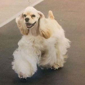 Meet your Posher, Ann